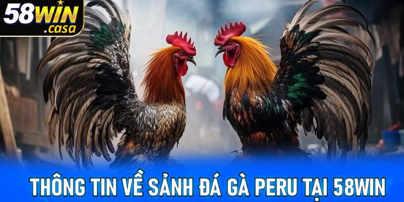 Sơ lược một số thông tin về sảnh đá gà Peru tại 58win
