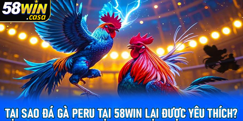 Tại sao đá gà peru lại được yêu thích tại 58win?
