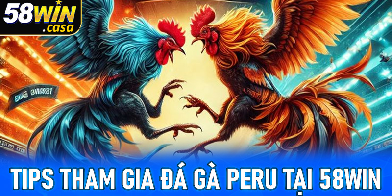 Tips tham gia cá cược tại sảnh cược đá gà peru tăng tỷ lệ thắng lớn
