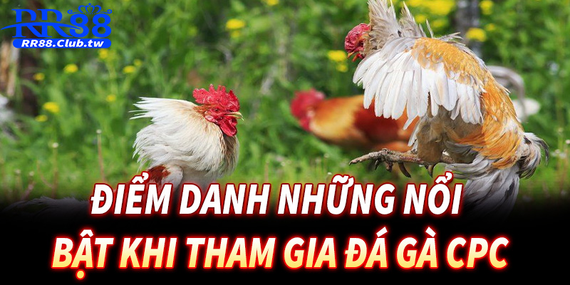 Điểm danh những nổi bật khi tham gia đá gà CPC