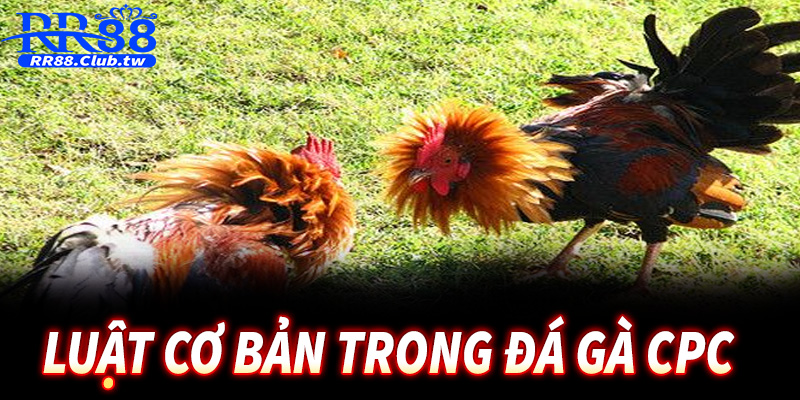 Mách bạn luật chơi cơ bản trong đá gà CPC