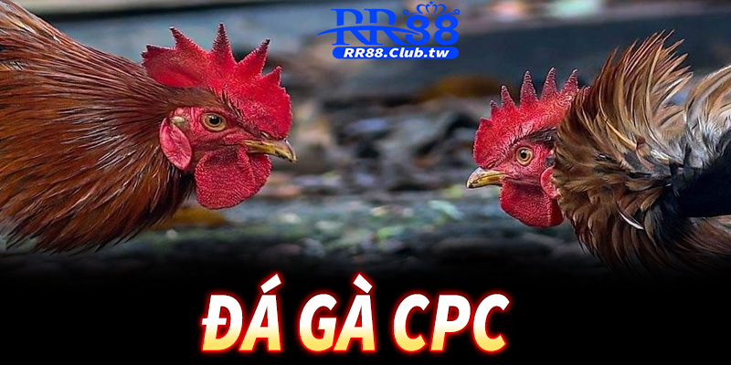 Đá gà CPC – Trải nghiệm đấu gà kịch tính, minh bạch nhất